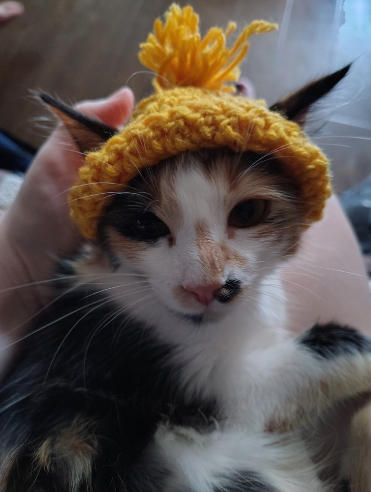 Crochet Cat Boggins