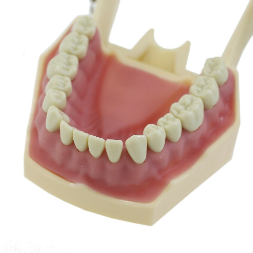 Dental Restorative Typodont Practice Model Removable 32PC Screw-in Teeth Frasaco