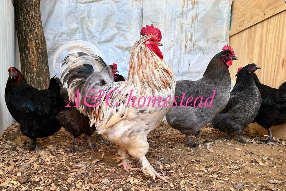 Splash , Blue , Black Cooper Maran Hatching Eggs 12 Pack