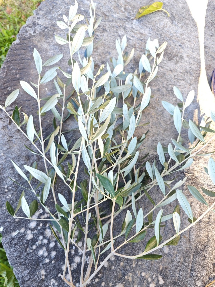 Fresh Olive Branches 40cm Long Easter Decoration 50pcs Branches