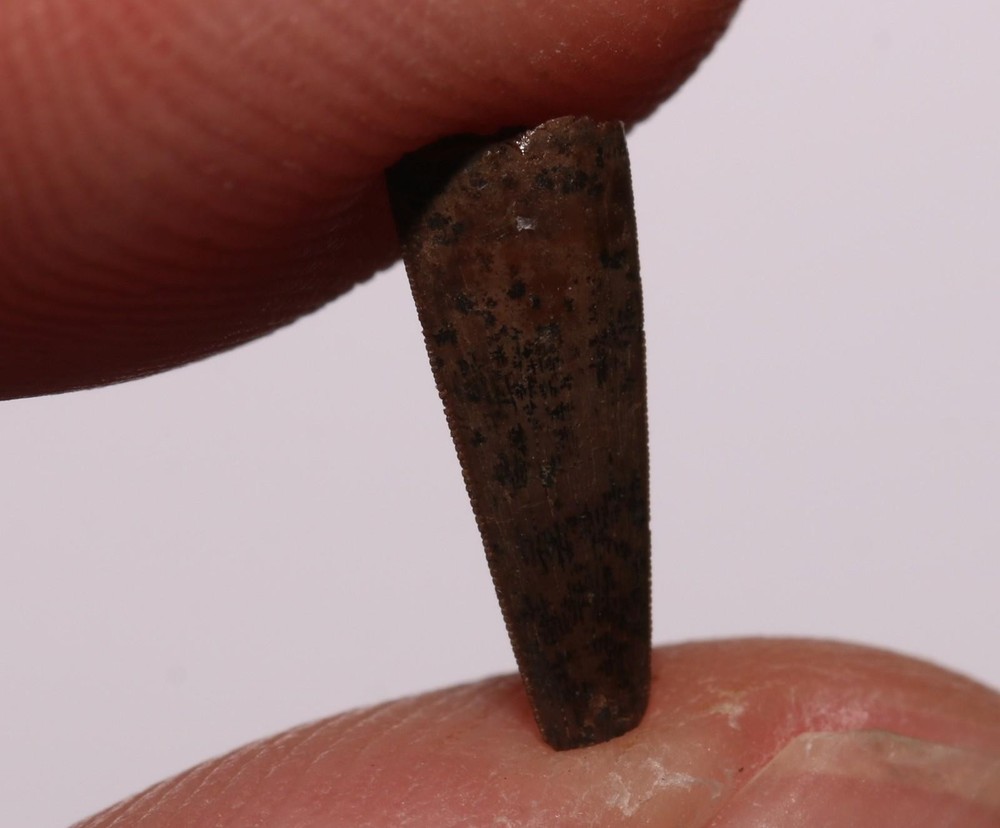 Richardoestesia Tooth GREAT SERRATIONS Hell Creek Formation Cretaceous