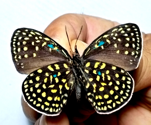 lycaeniidae  eumaeus debora unmounted, huge