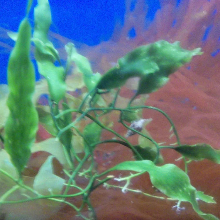 Caulerpa Prolifera Macro Algae