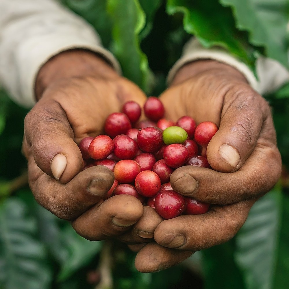 COLOMBIAN WOMEN’S COOPERATIVE COFFEE