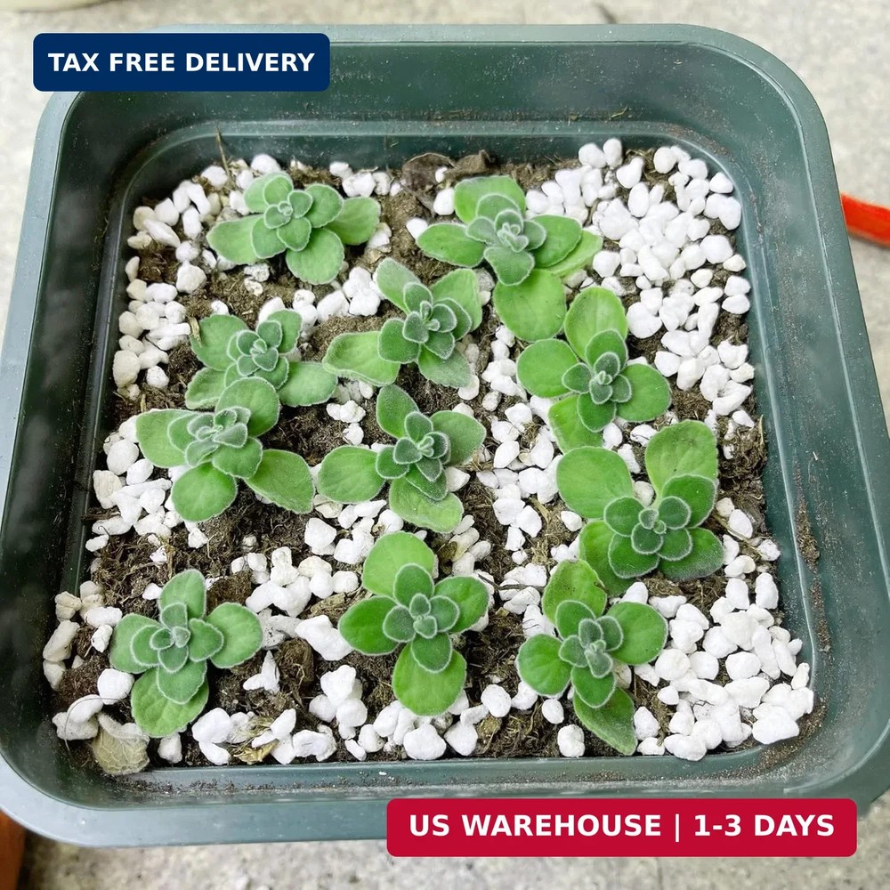 2 Quart Organic Perlite Horticultural Soil Amendment for Plants and Enhanced Dra