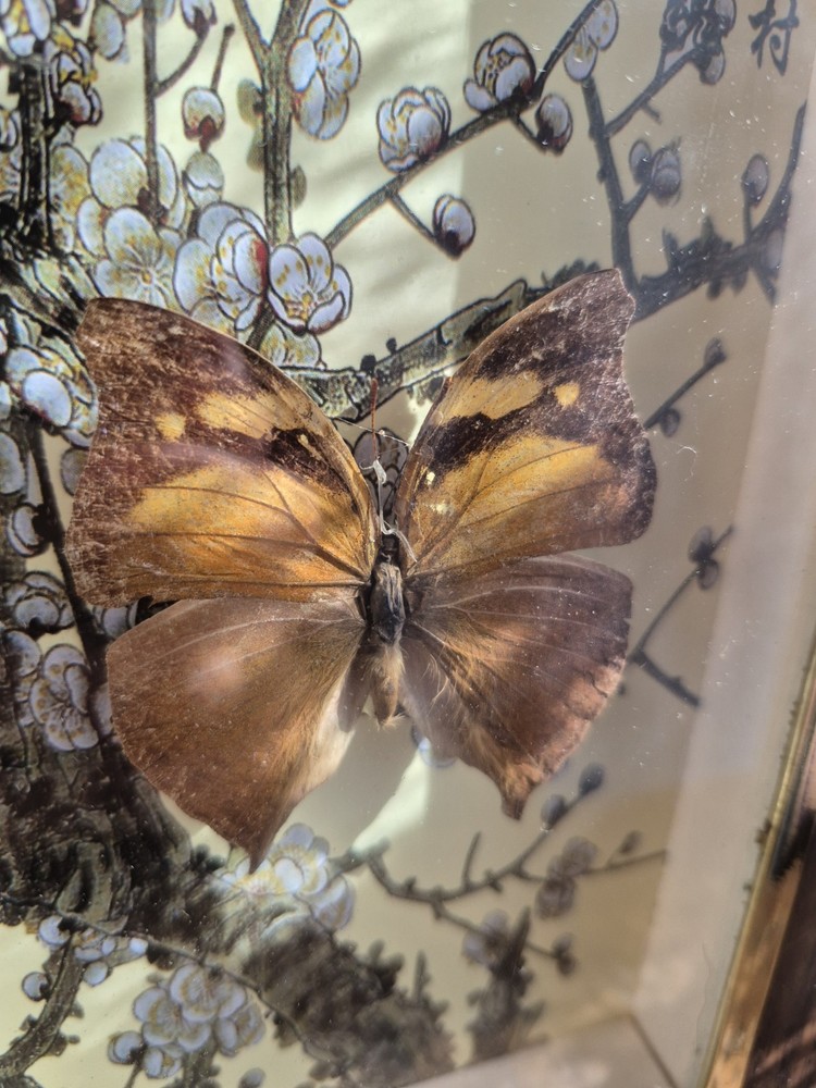 3 Real Framed Butterflies