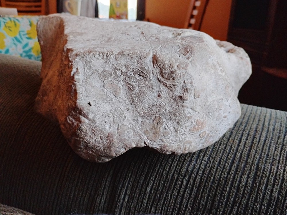 DEFINITELY A DINO BONE... DON'T KNOW WHICH ONE YET.. PLEASE HELP ME IDENTIFY IT.