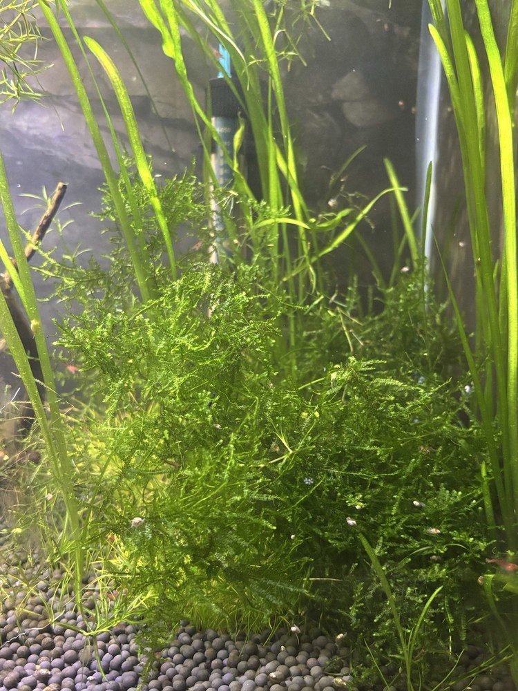 Aquarium Moss Weeping Moss Christmas Moss