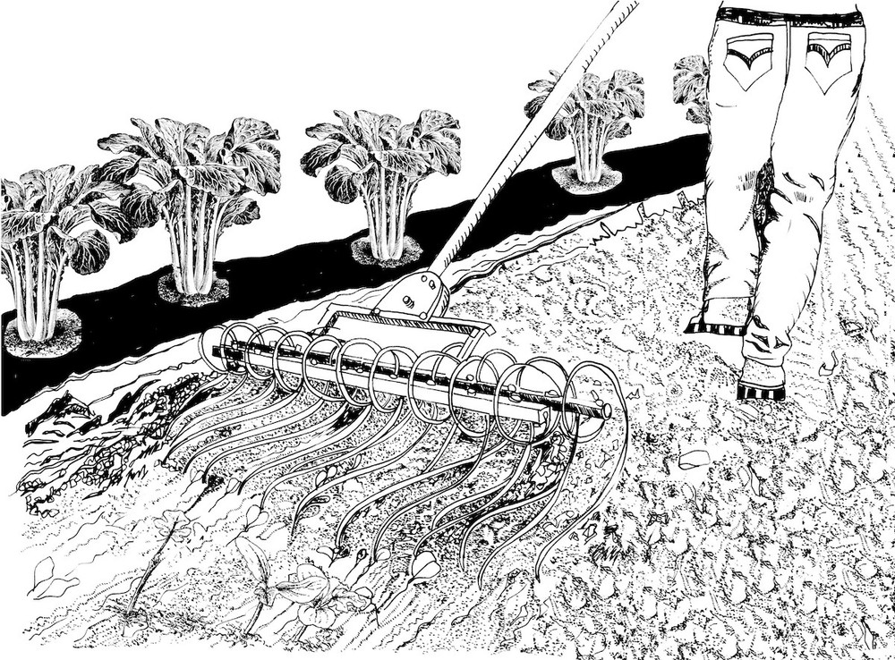Tine Weeder 18" for Gentle, Efficient Weed Control in Beds and Between Rows.