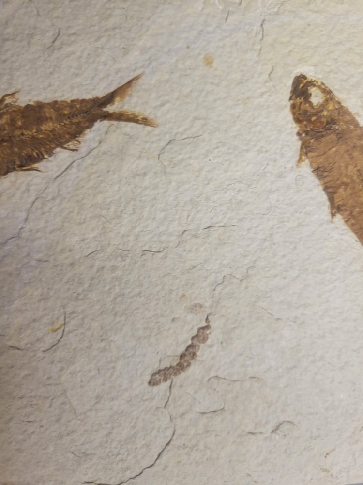 FOSSIL FISH MULTIPLE PLATE (A4)