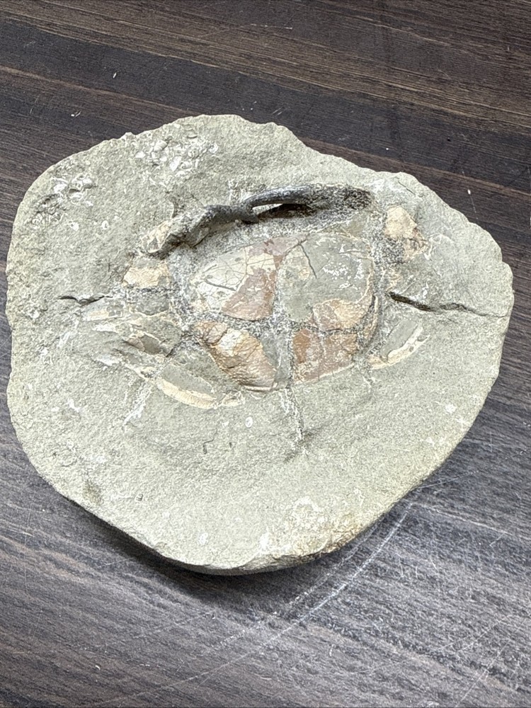 Unique Fossil Crab Ball Type Specimen