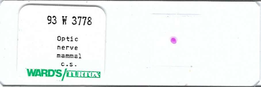 Mammalian Optic Nerve Microscope Slide