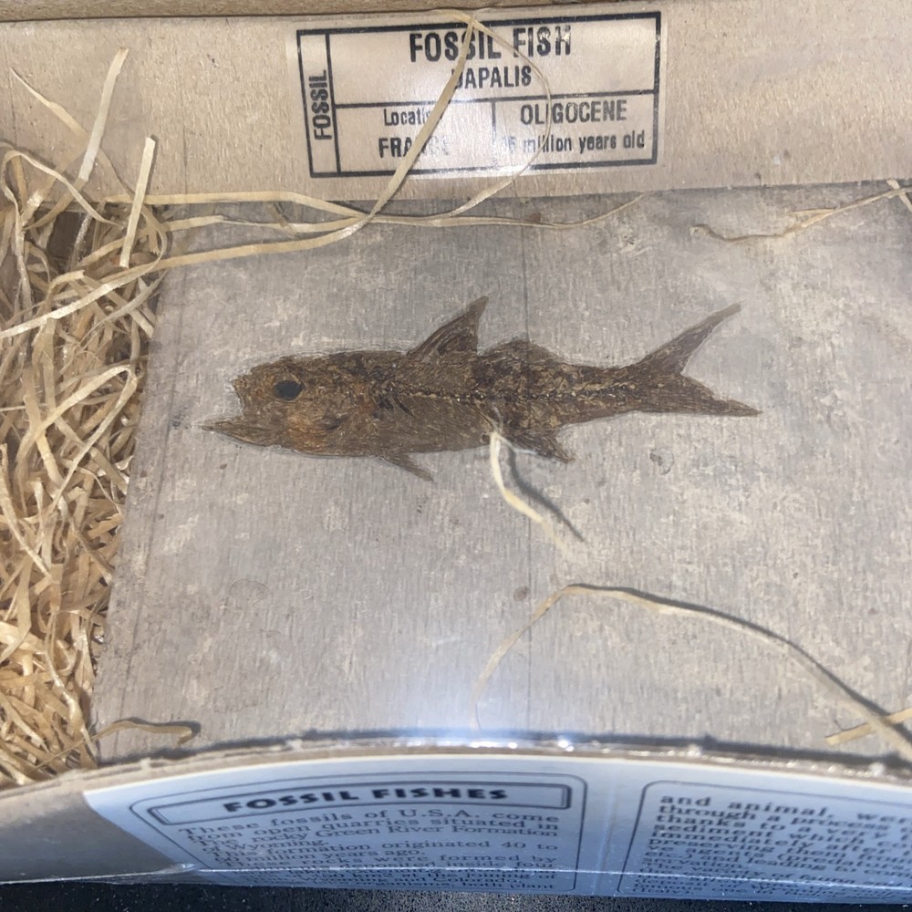 fossil fish green river formation wyoming