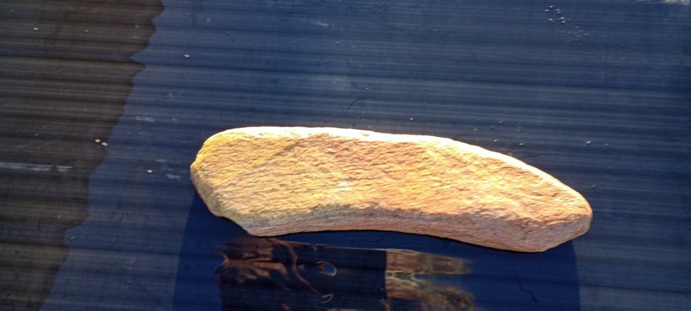 Dragonfly Wing Petrified Fossil Genuine