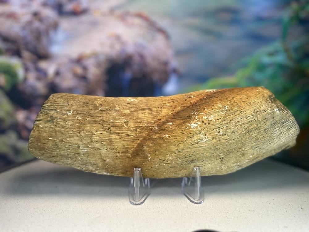 unique Petrified Palm Wood Slab