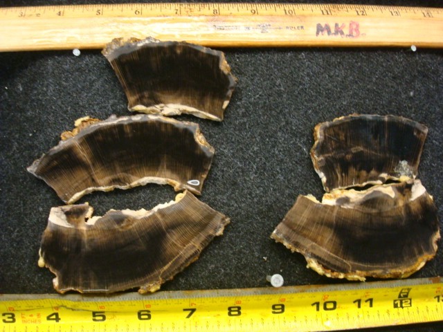 petrified beach wood slabs