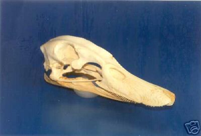 DOMESTIC DUCK  SKULL  REPLICA