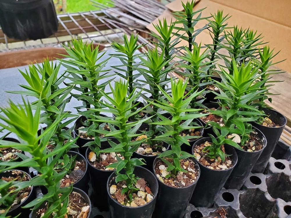 Monkey Puzzle Tree Seedlings - Araucaria