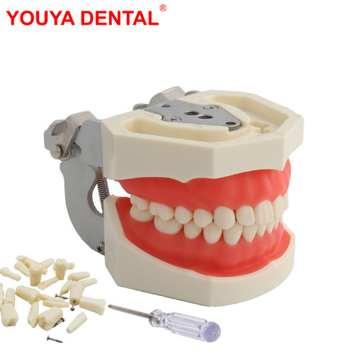 Dental Teeth Model For Dental Practice Training Study Model With Removable Tooth