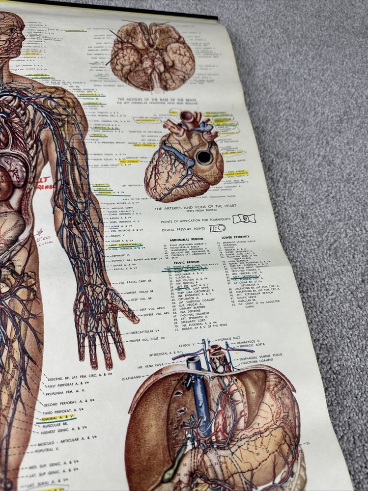 Anatomical Chart: The Vascular System & Viscera Chart 20" x 26"