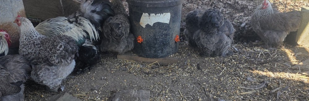 6++ Silver Penciled Bobtail Cochin Bantam