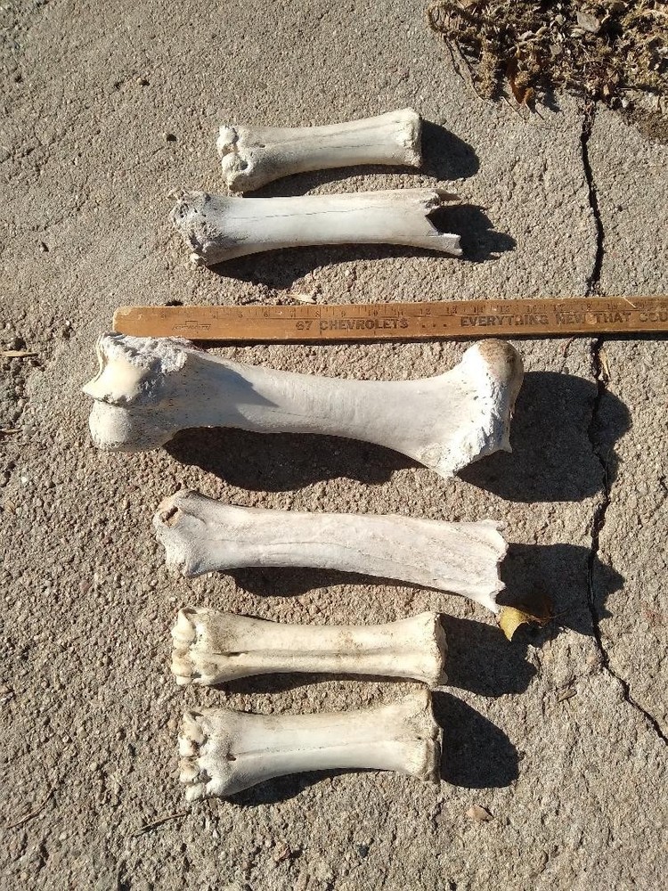 6 Cow Bovine Assorted Leg Bones Lot
