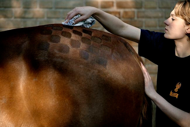 GEOMETRIC SHAPES FOR HORSE SHEARING