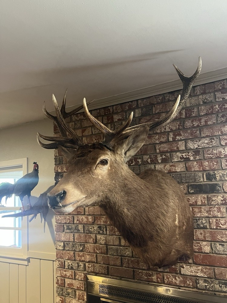 Red Stag Shoulder Mount