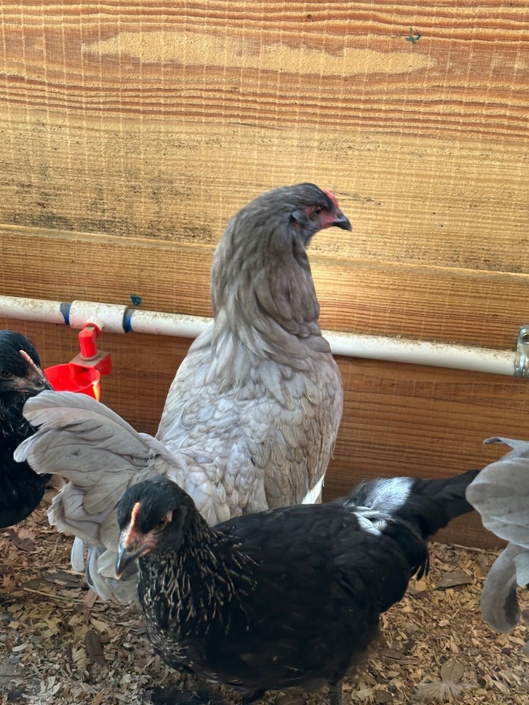 10 Silverudd’s Blue Isbar hatching eggs