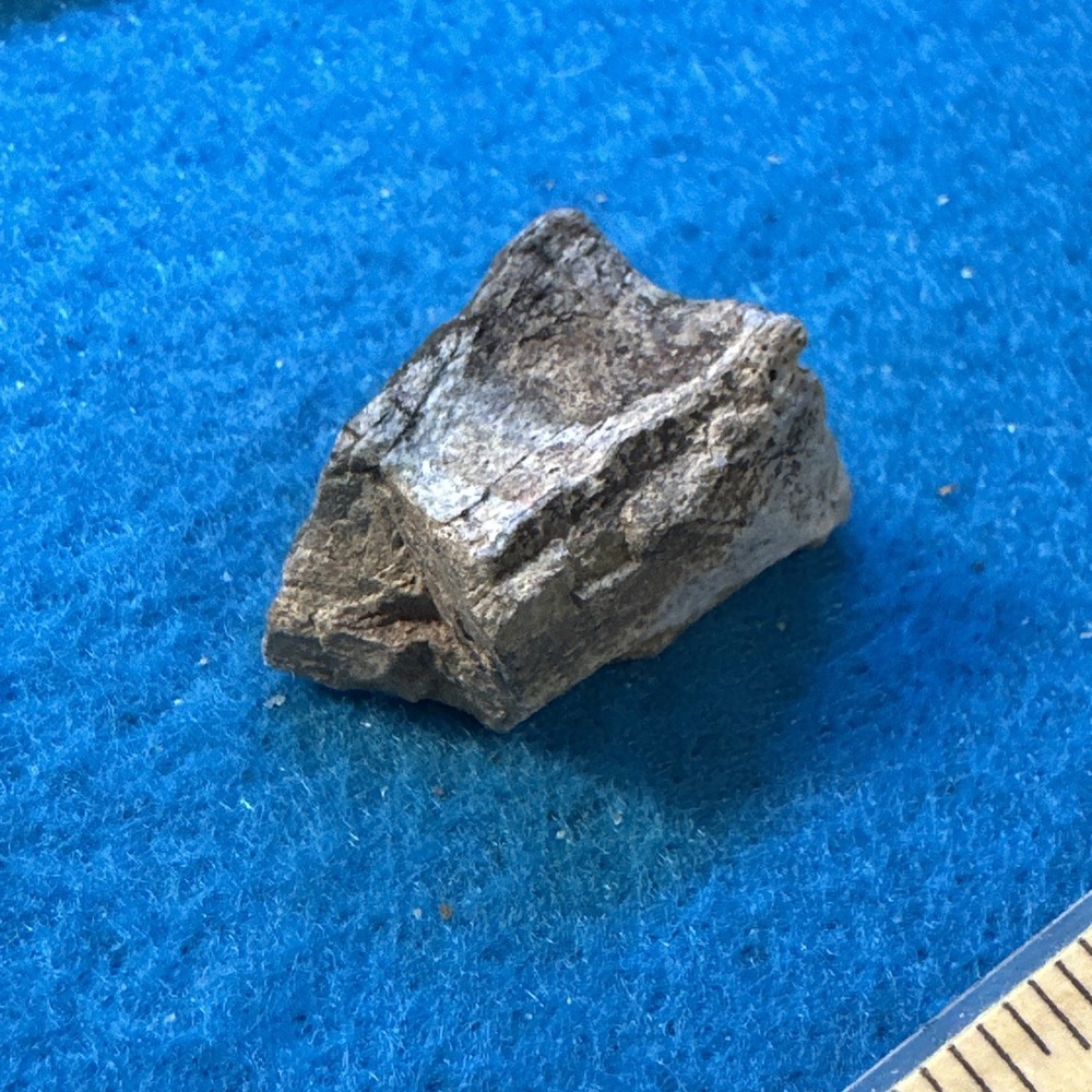Allosaurus Extinct Dinosaur Bone Fossil with Display Case