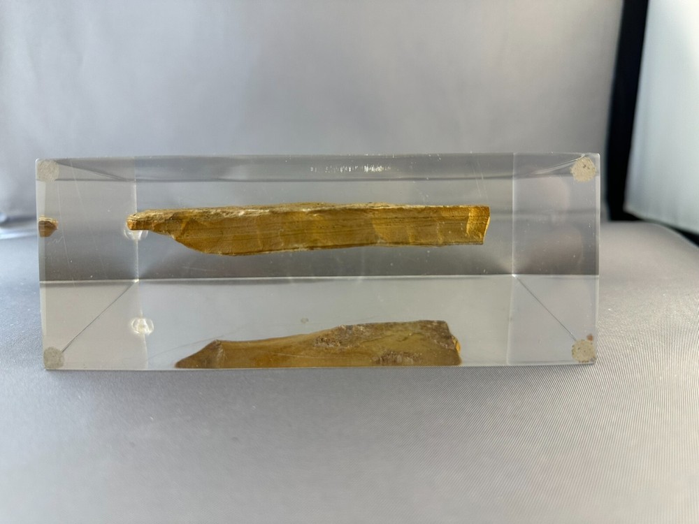 🦴 Fossilized Fish in Stone Matrix 🐟 | Authentic Prehistoric Specimen | Display