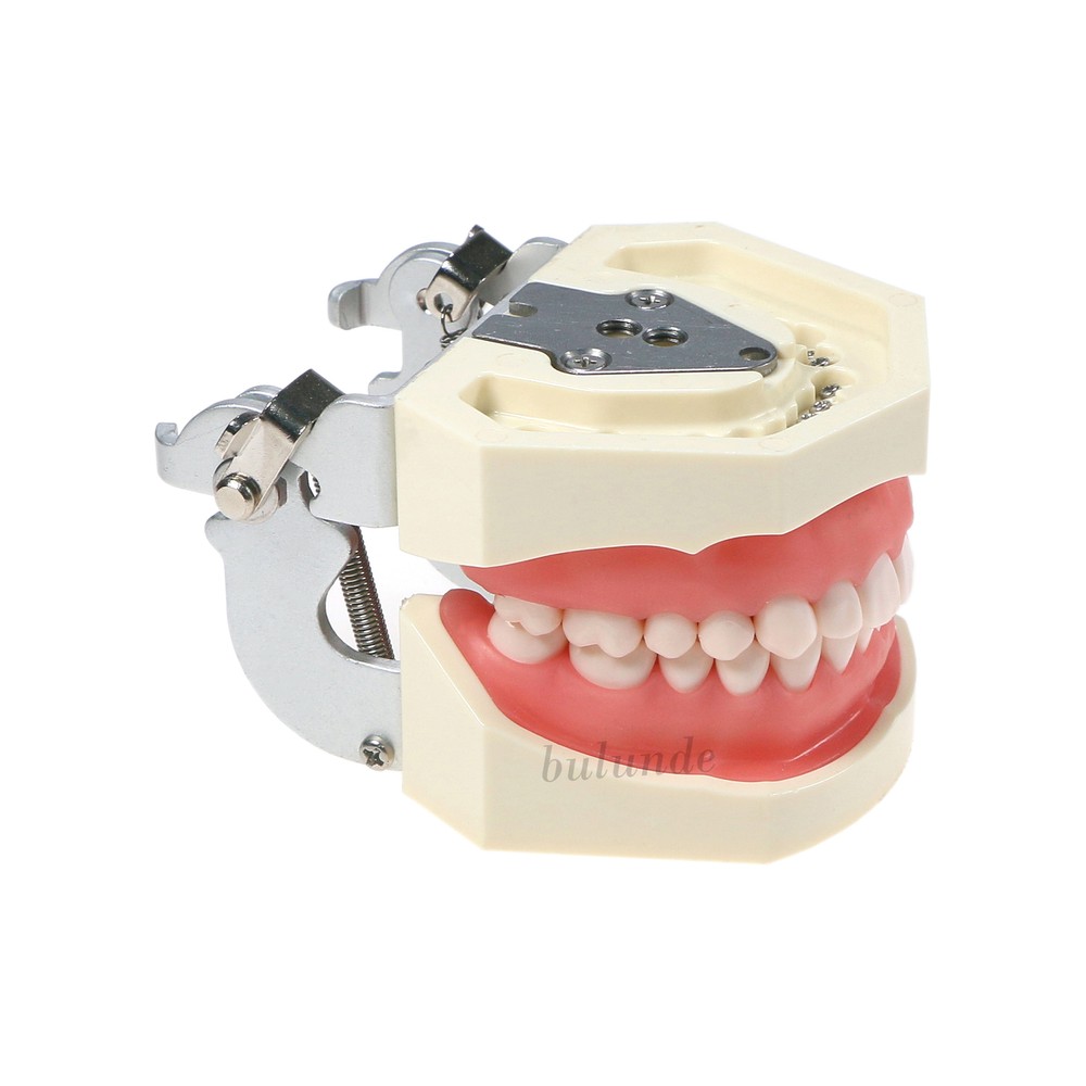 Dental Typodont Model Pathological Implant Ortho Perio Demo Practice Teeth Model