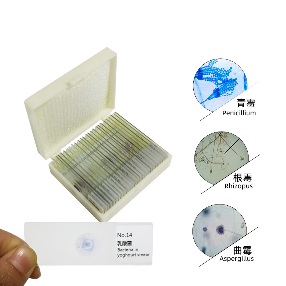 25 Germ Bacteria Microbiological specimen Gram Stain Microbial Microscope Slides