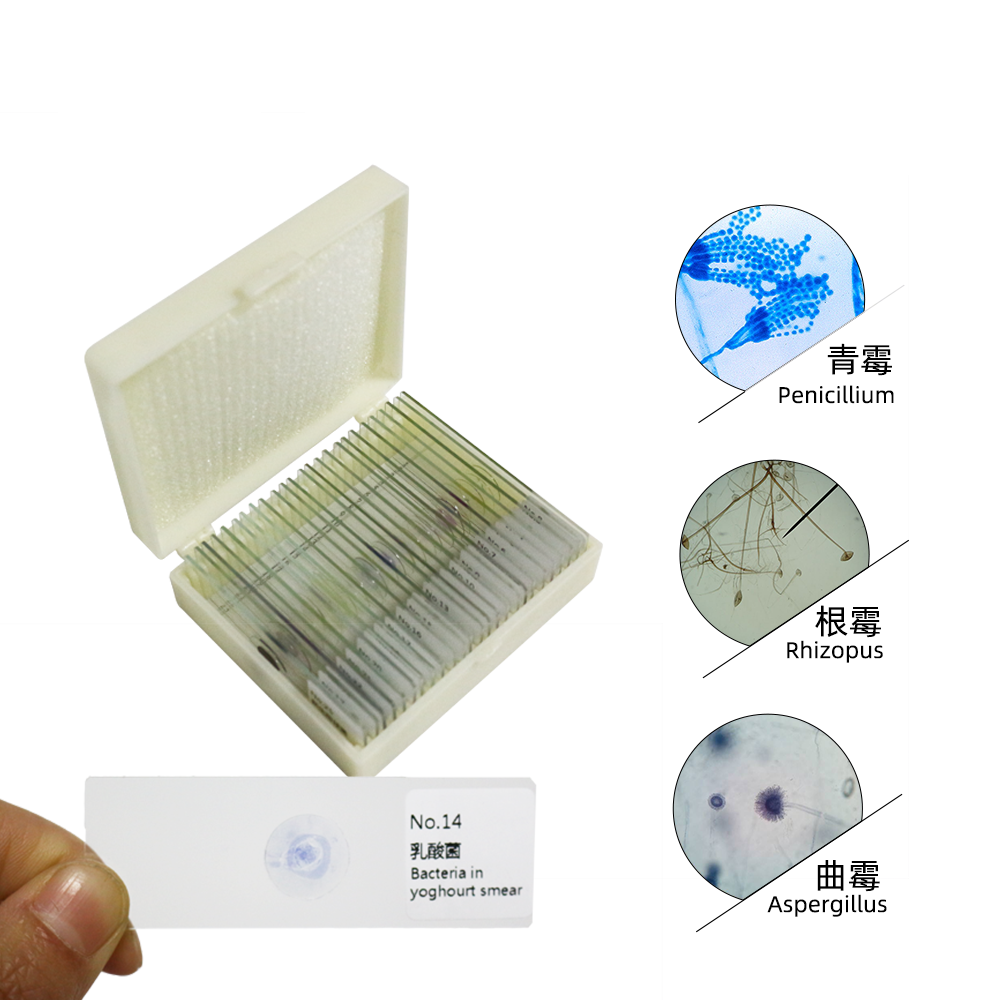 25 Germ Bacteria Microbiological specimen Gram Stain Microbial Microscope Slides