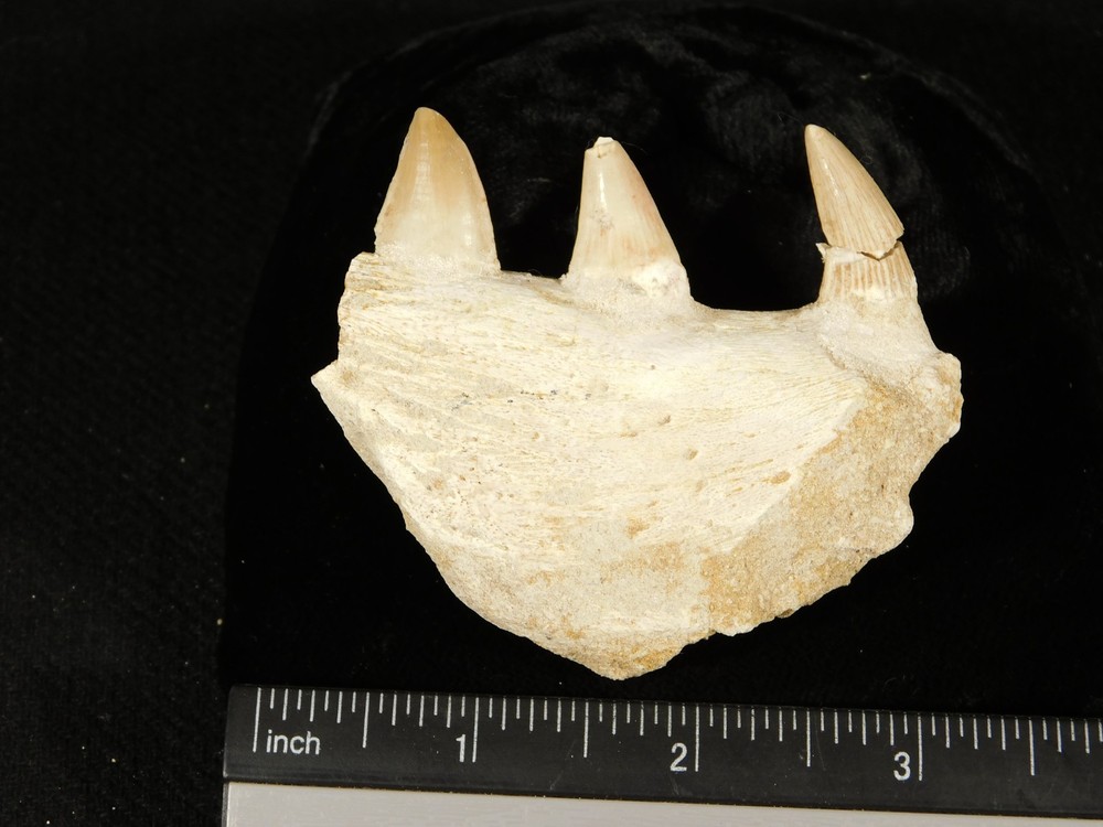 Mosasaurus BONE Fossil with THREE TOOTH Fossils 100 Million Years Old! 94.0gr