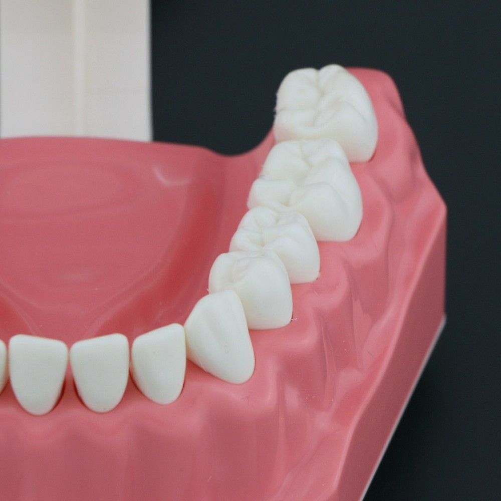USA Dental Brushing Flossing Practice Teeth Typodonts Model Teaching Studying