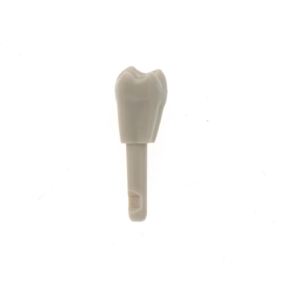 Dental 32 Pcs Tooth Model fit for KaVo Basic Model Teeth Retention Mechanism