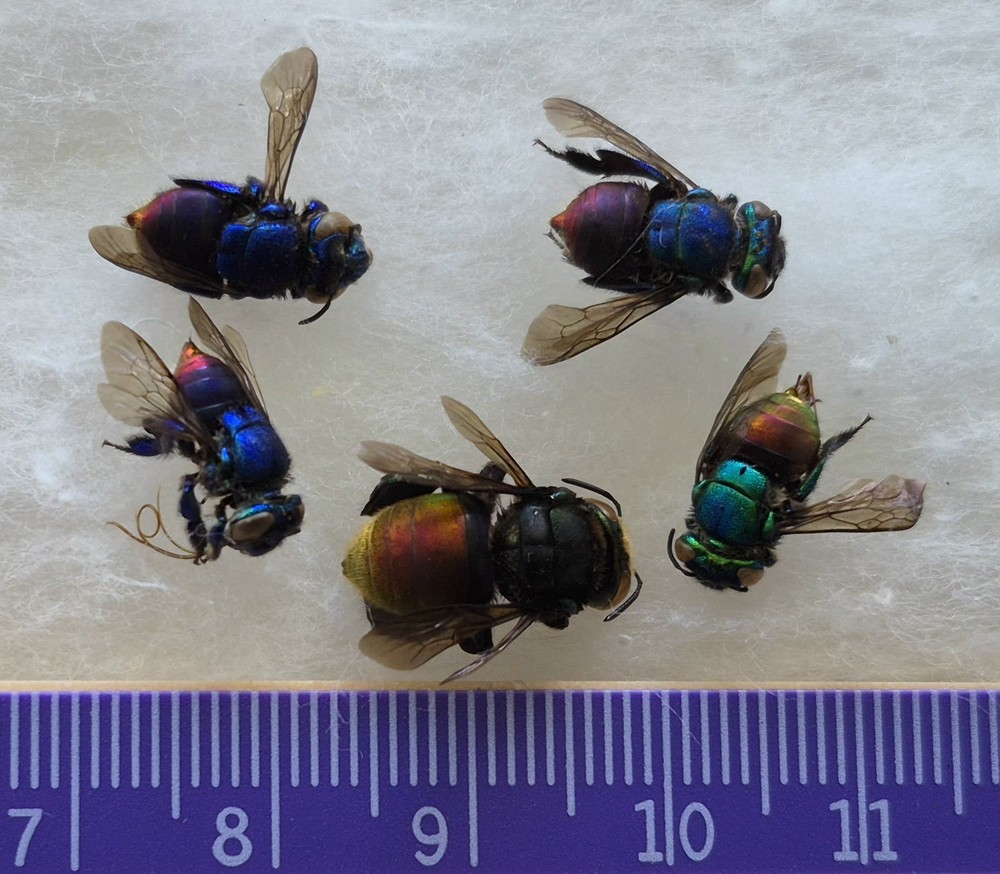 5 ORCHID BEES EUGLOSSA/EUGLOSSINI SP. FROM PERU NEW ARRIVAL .