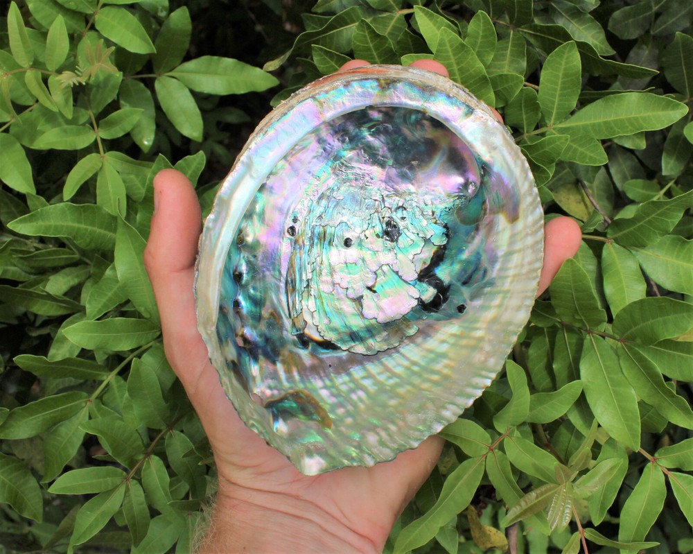 LARGE Abalone Smudge Kit: White Sage, Abalone Shell, Black Salt & Directions