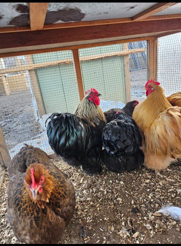 ONE DOZEN Bantam Cochin Hatching Eggs – FLUFFY SHOW LINES