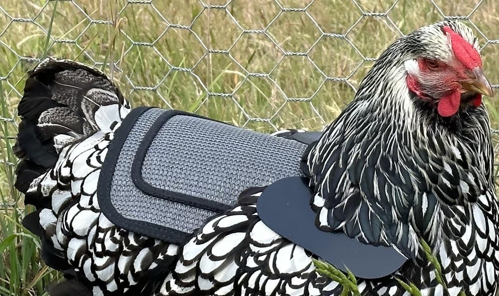 Adjustable Chicken Saddle with Grey Mesh for Medium to Large Hens