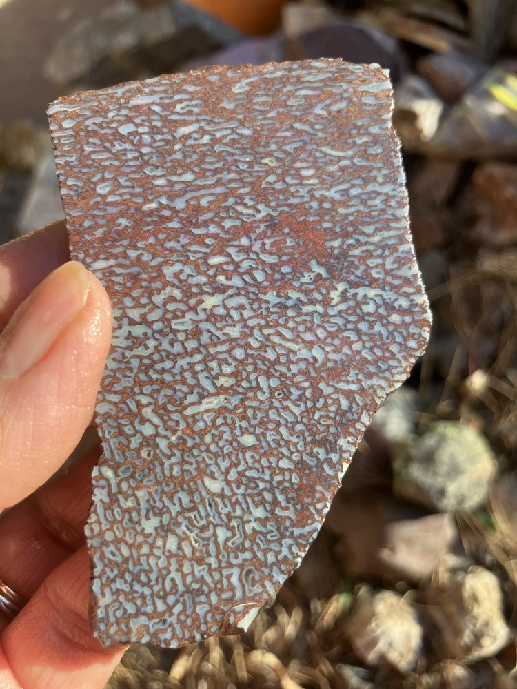 Dinosaur Bone