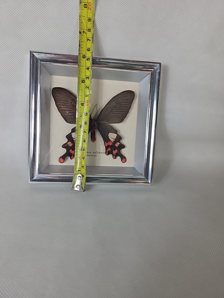 Real mounted Common Windmill butterfly - Byasa polyeuctes In Glass Case