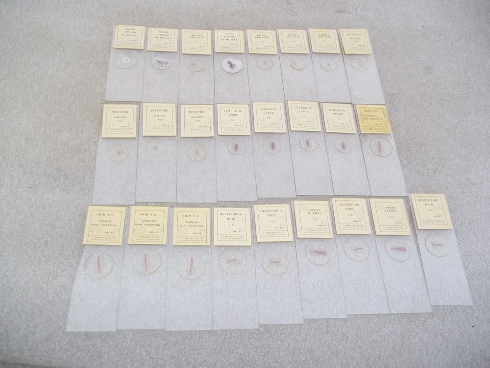 Vintage Glass Microscope Slides -