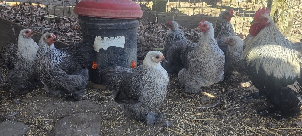 6++ Silver Penciled Bobtail Cochin Bantam