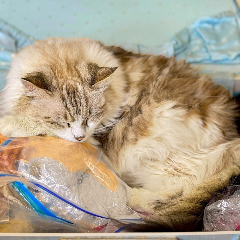 NACA Technical Note 2106 May 1950 By H. W. Eickner Sandwich Constructions (NASA)