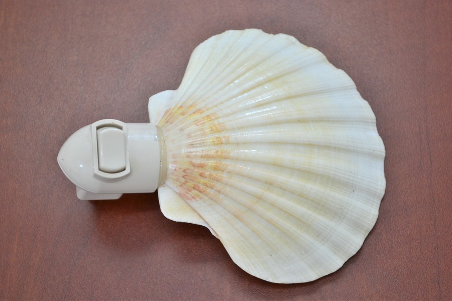 DEEP WHITE IRISH SCALLOP SEA SHELL NIGHTLIGHT