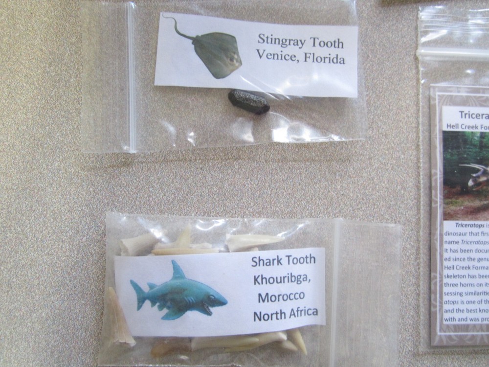 Dinosaur, Mammal, Sharks Teeth Kit