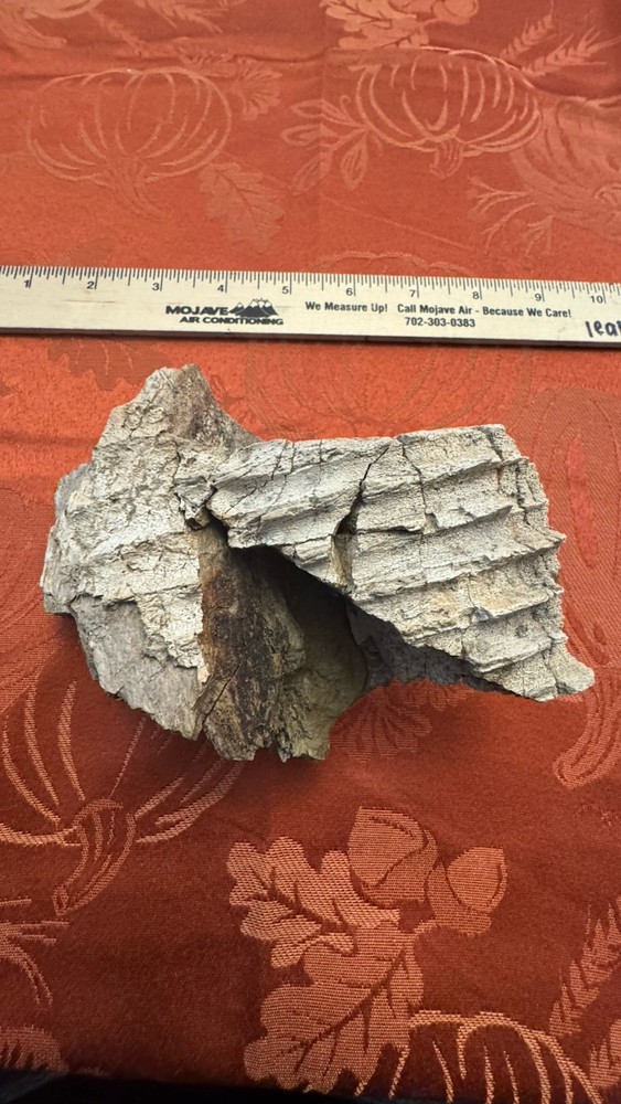 Edmontosaurus Dinosaur Fossil Partial Dentary Jaw Section