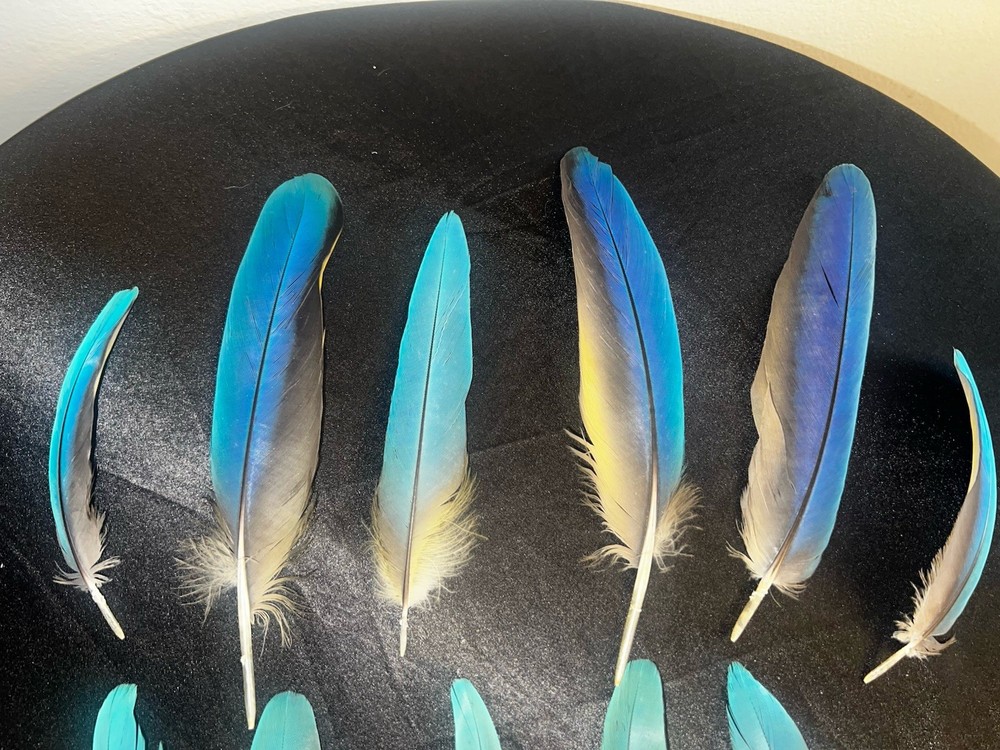 Gorgeous blue and gold macaw feathers